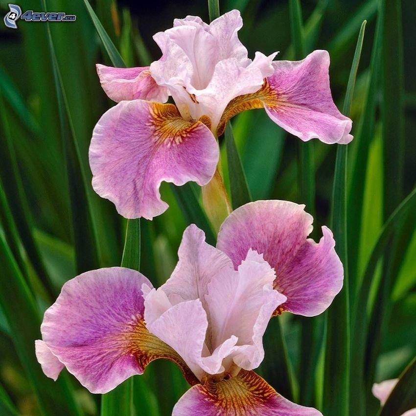 siberian iris, pink flowers