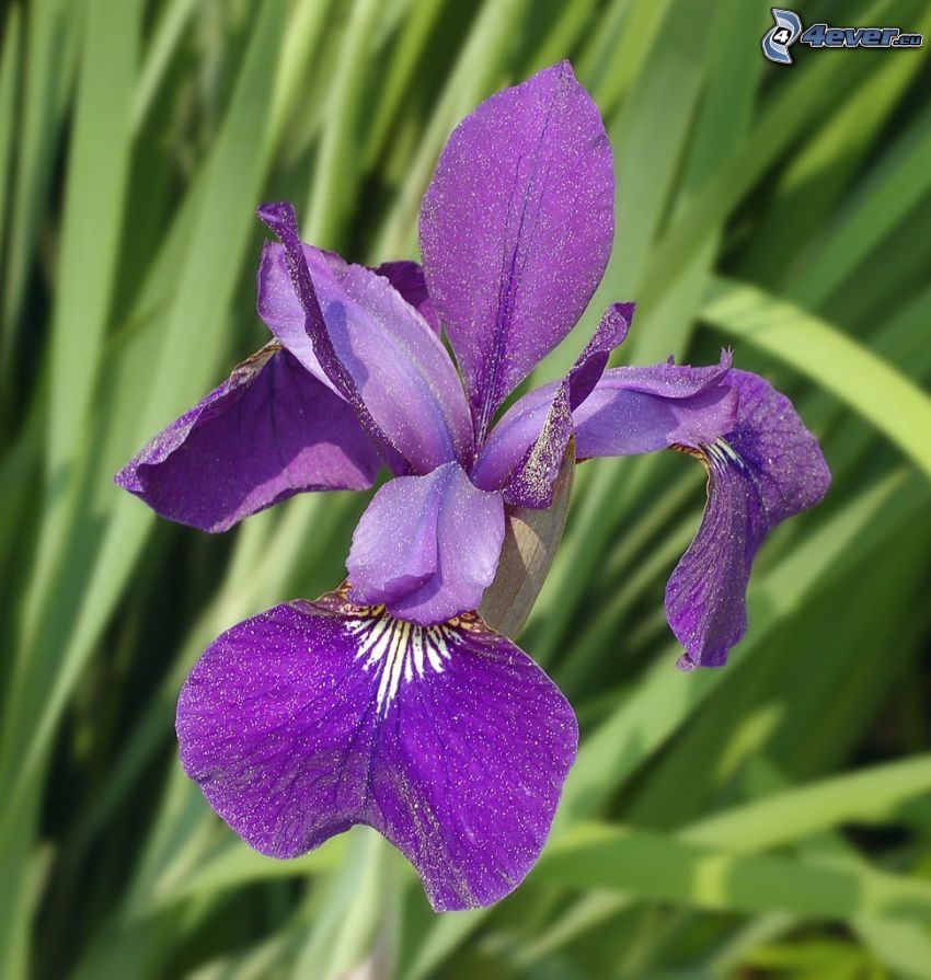 siberian iris, purple flower