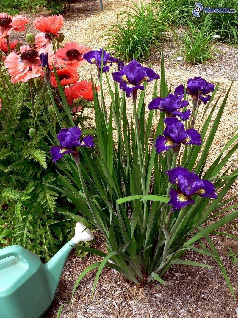 siberian iris, purple flowers, papaver rhoeas