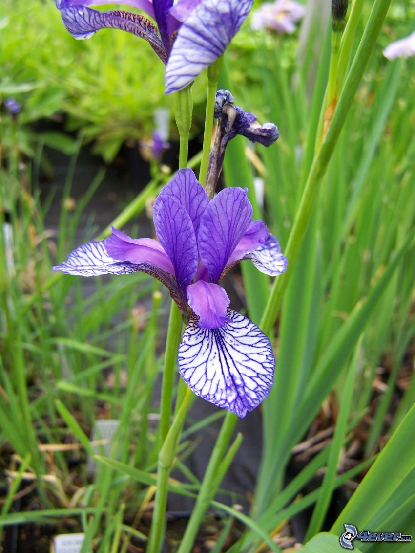 siberian iris, purple flowers