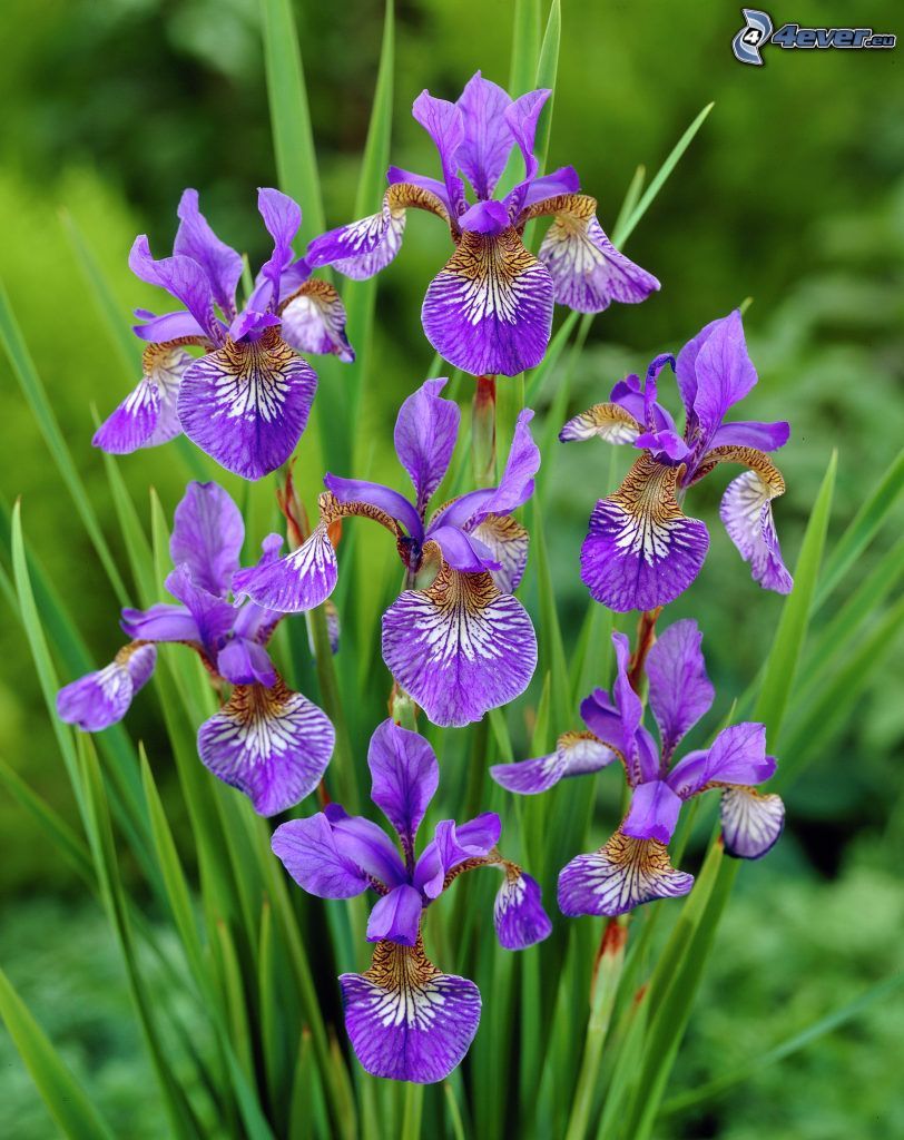 siberian iris, purple flowers