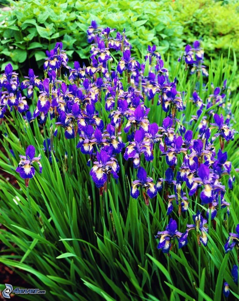 siberian iris, purple flowers