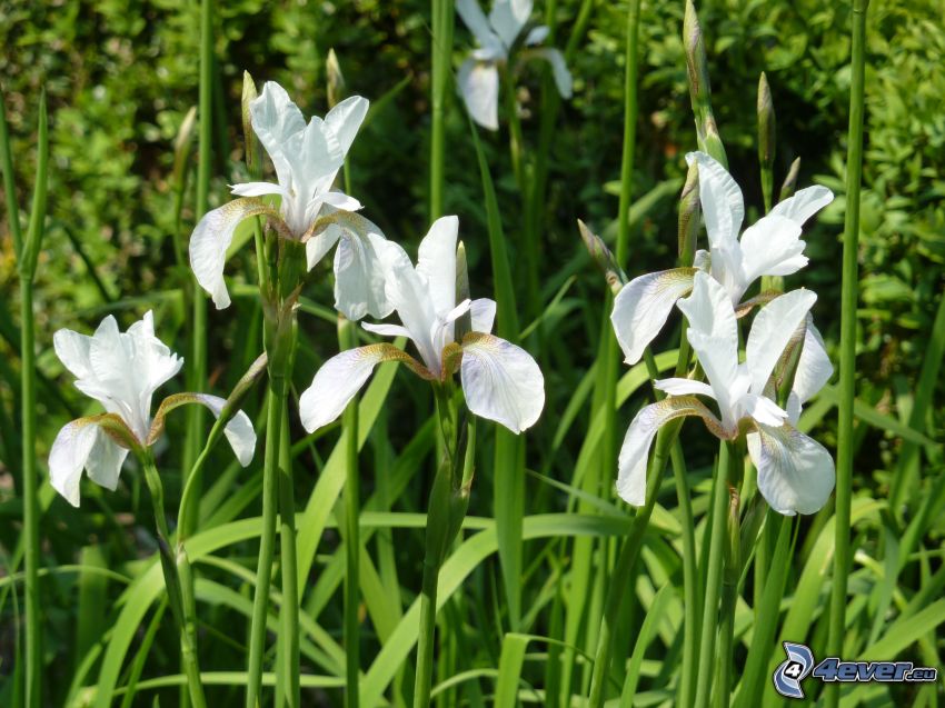 siberian iris, white flowers