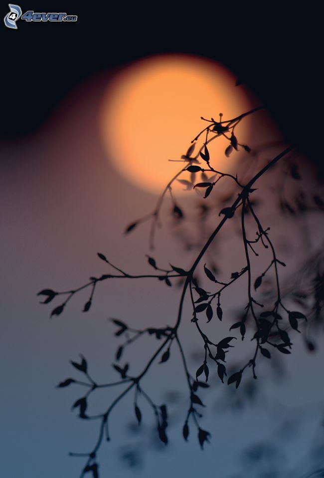 silhouette of branches, twig