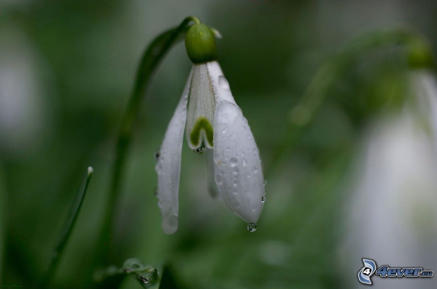 snowdrop, dew flower