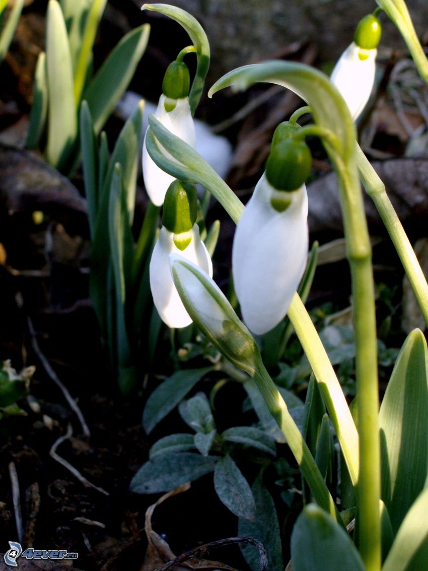 snowdrops, spring flowers
