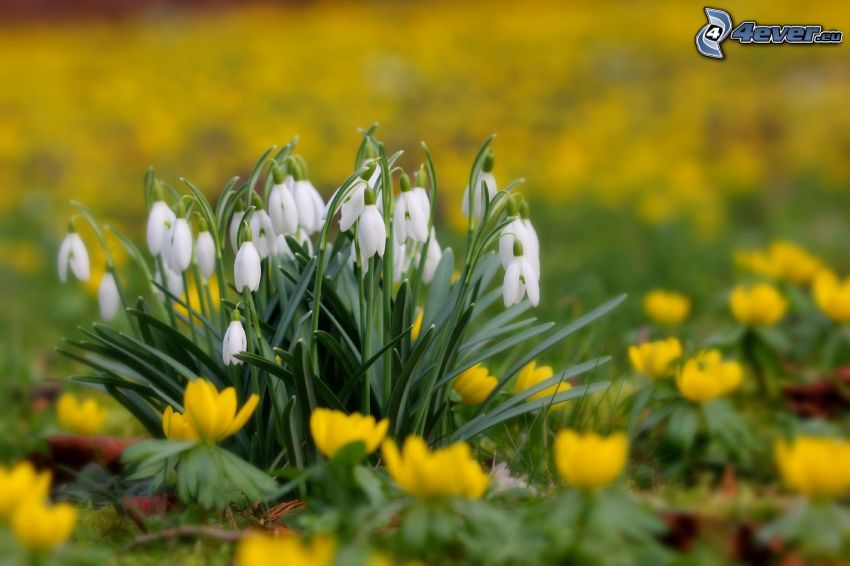 snowdrops, yellow flowers