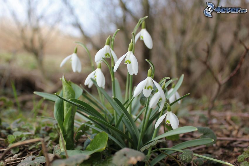 snowdrops