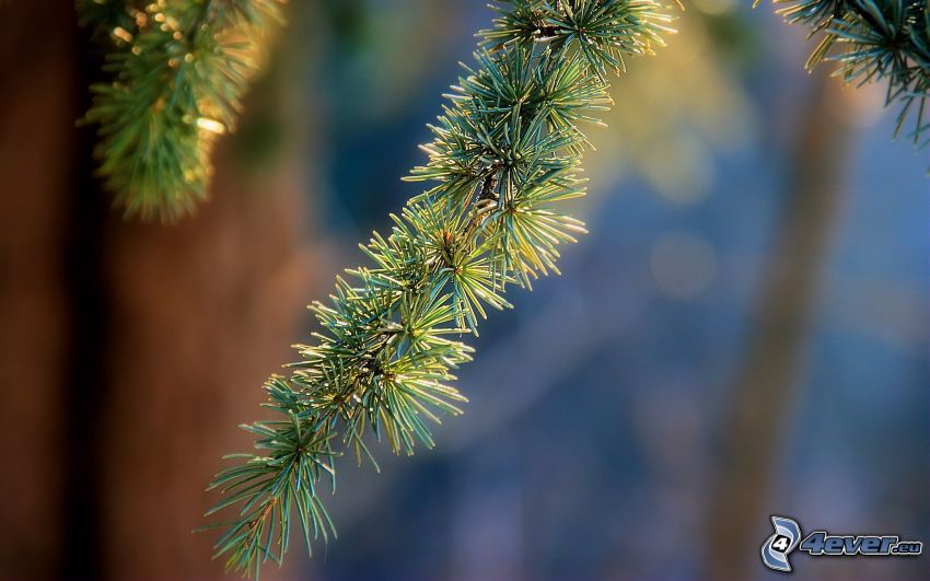 spruce, twig, tree needles