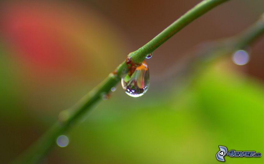 stem, drop of water