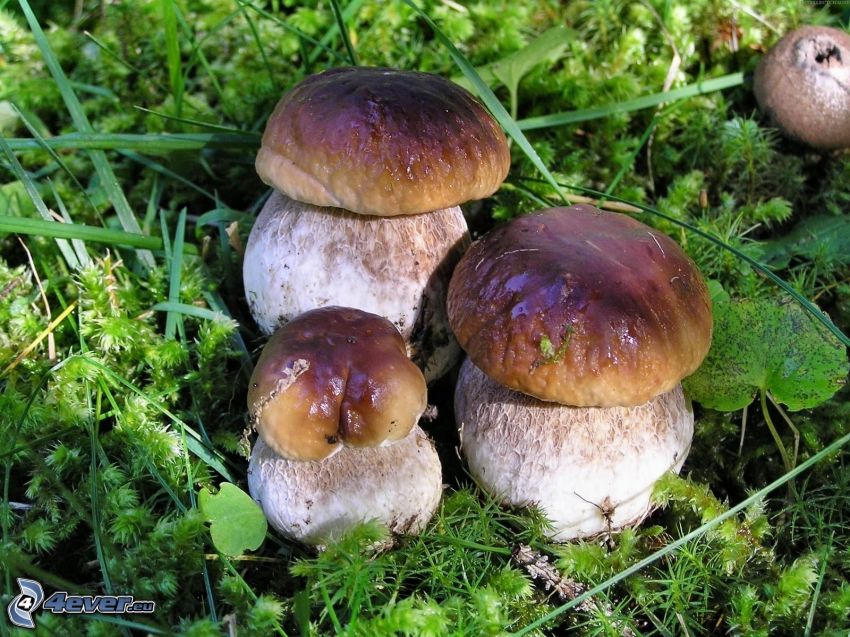 summer ceps, mushrooms, grass