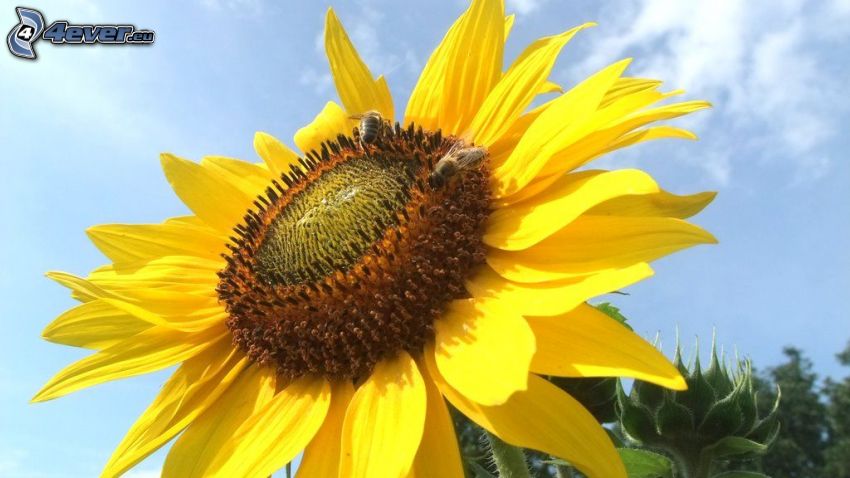 sunflower, bees, sky