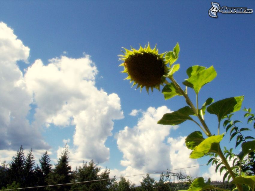 sunflower, clouds