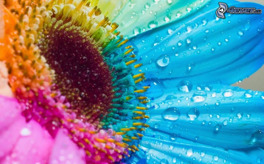 sunflower, drops of water, colors, Photoshop