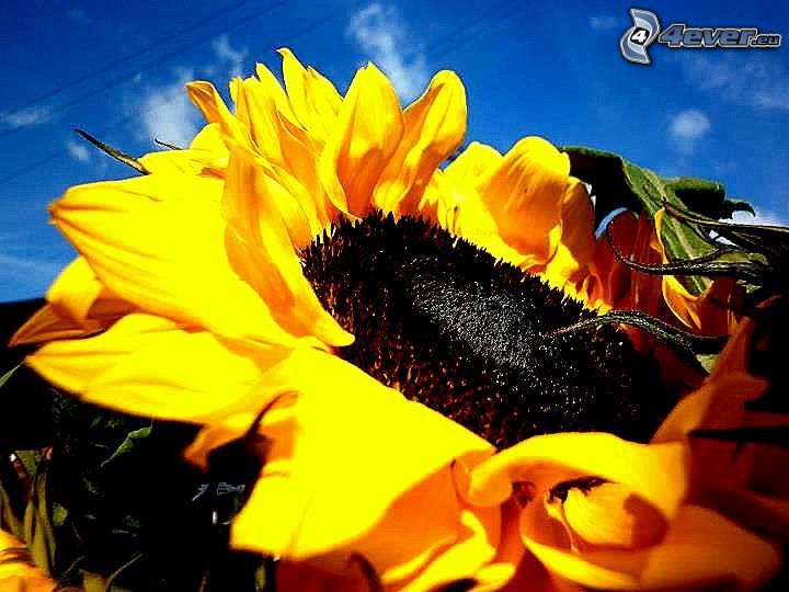 sunflower, sky