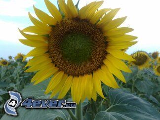 sunflower, sun