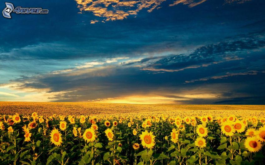 sunflower field, clouds