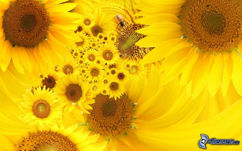 sunflowers, bee