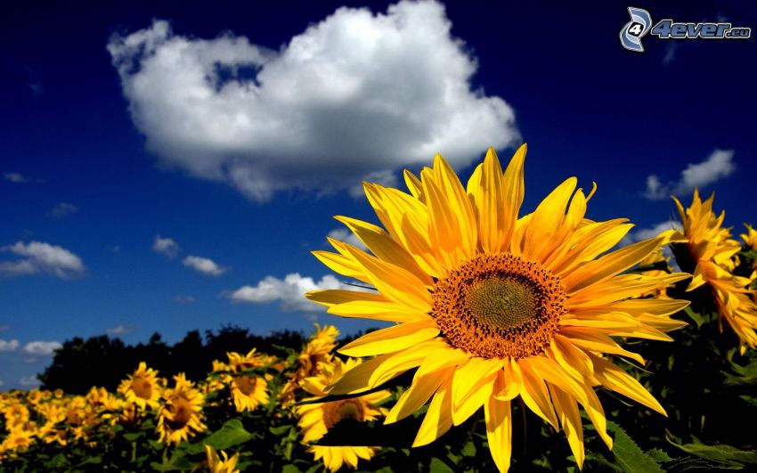 sunflowers, cloud