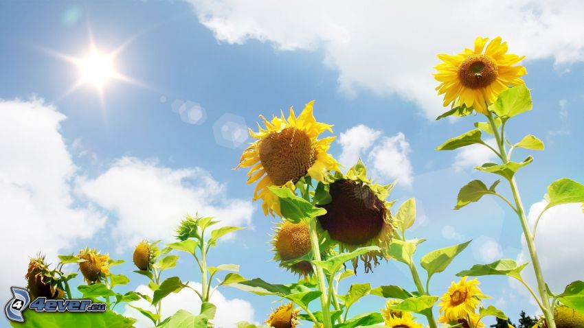 sunflowers, sun, clouds