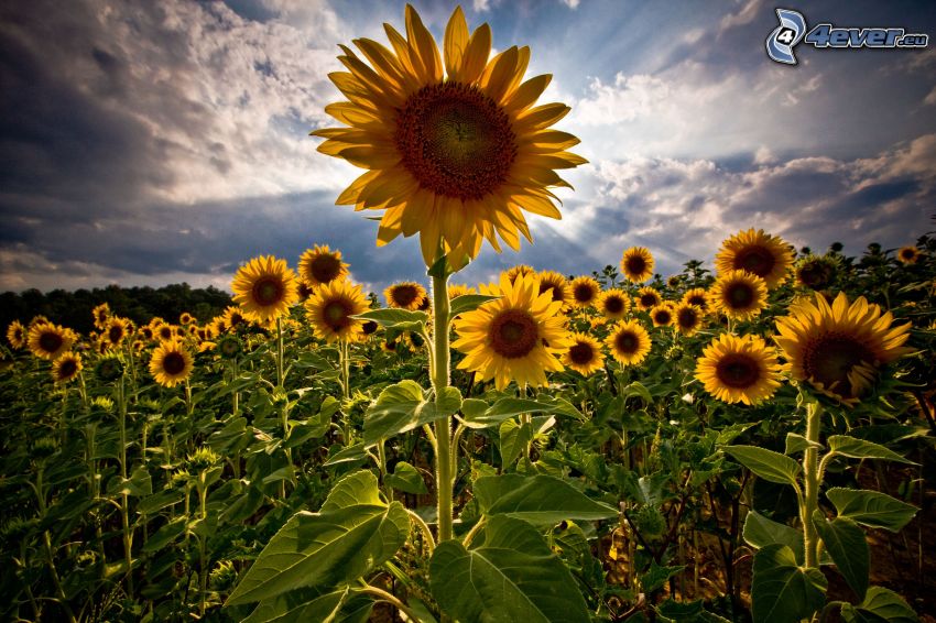 sunflowers, sunbeams