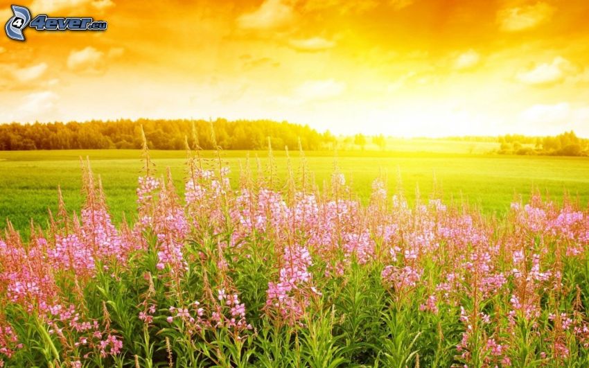 sunset in the meadow, pink flowers, yellow sky