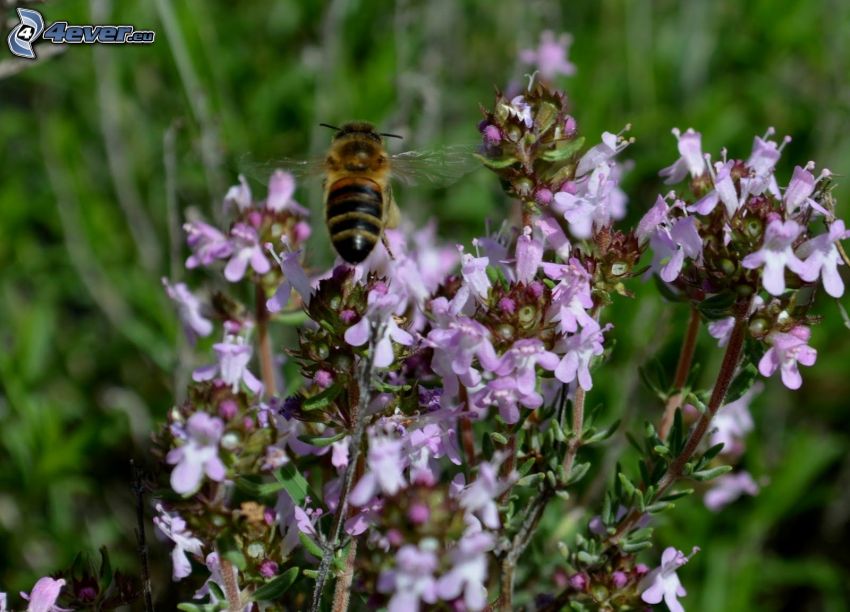 Thyme, purple flowers, wasp