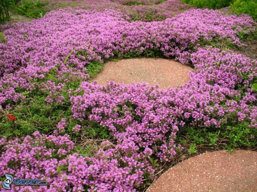 Thyme, purple flowers