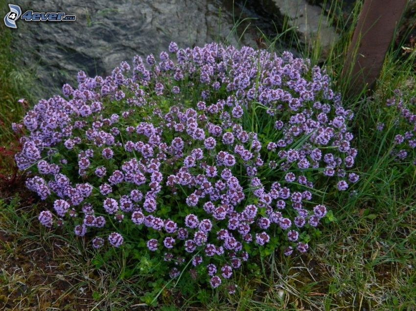 Thyme, purple flowers