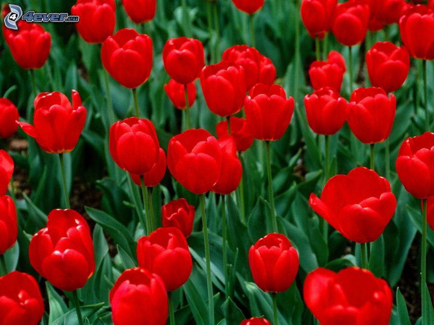 top, red tulips