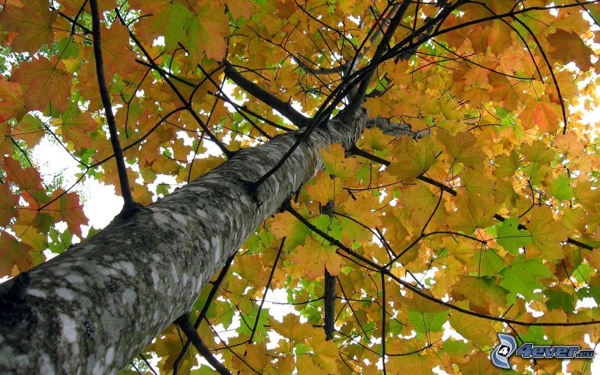 tree, yellow leaves