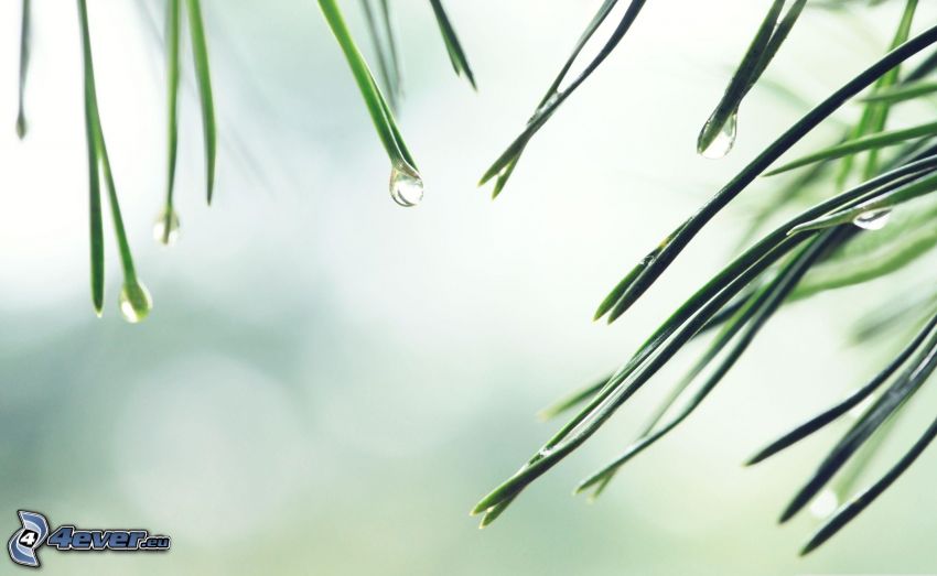 tree needles, drops of water, pine