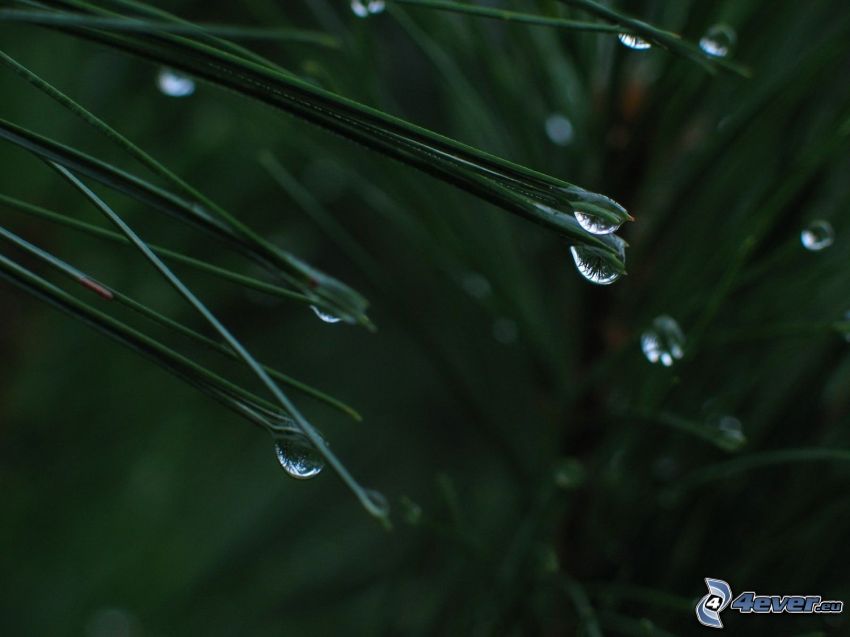 tree needles, drops of water
