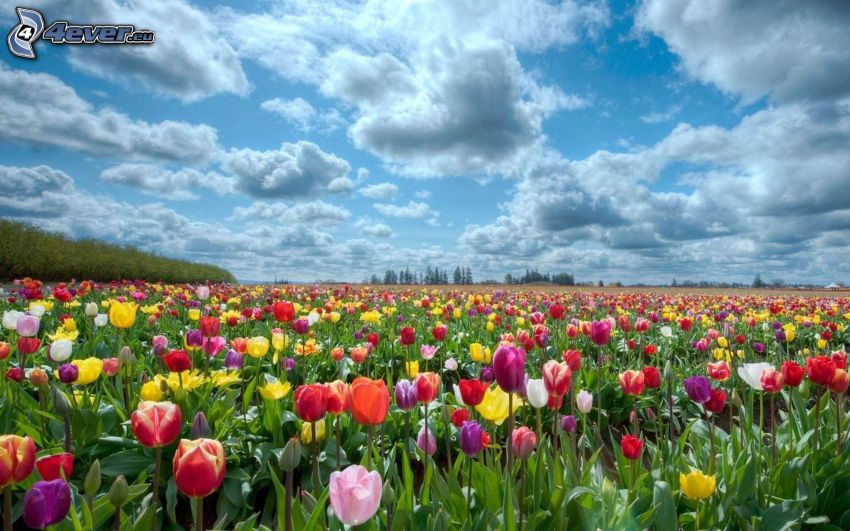 tulips, clouds, colored flowers