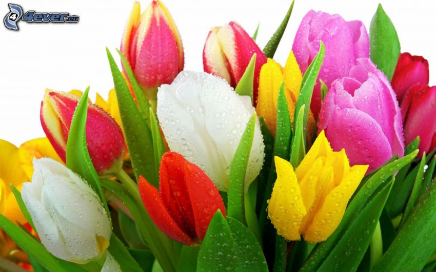 tulips, colored flowers, drops of water