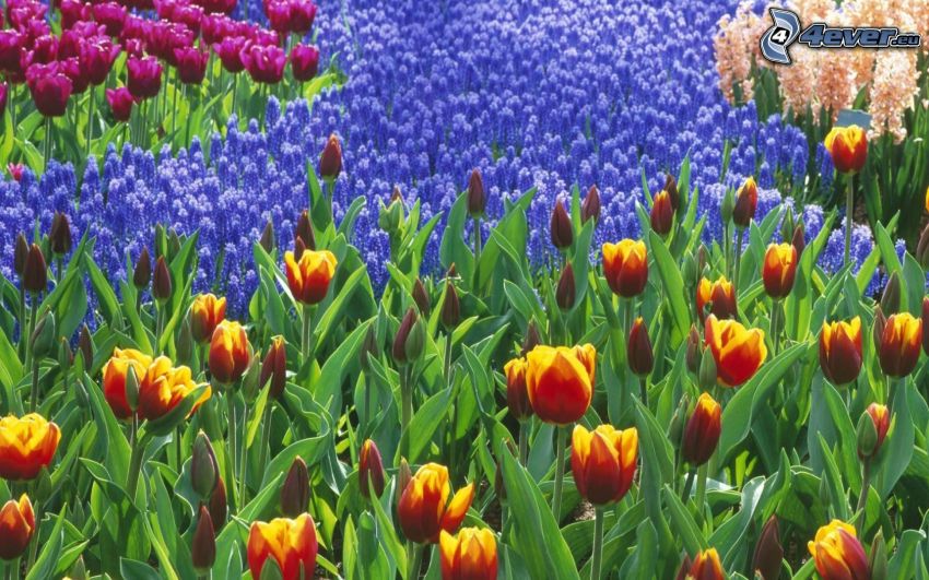 tulips, flower bed, flowers