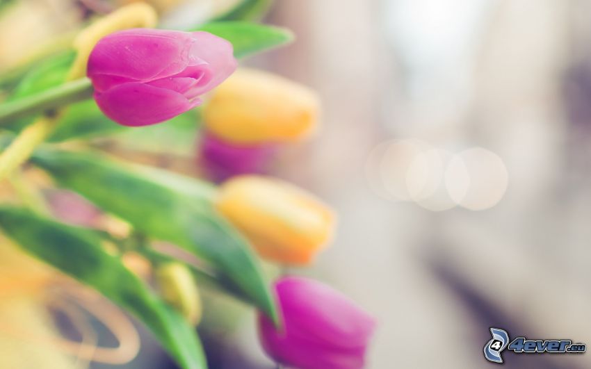 tulips, purple tulips, yellow tulips