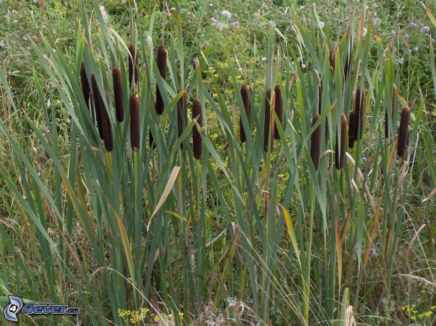 typhaceae, high grass