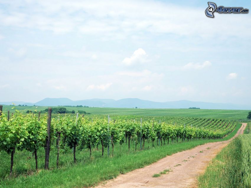 vineyard, field path