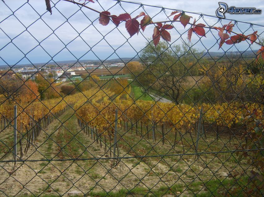 vineyard, wire fence, view of the city