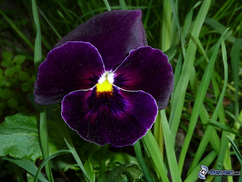 viola flower, purple flower, grass