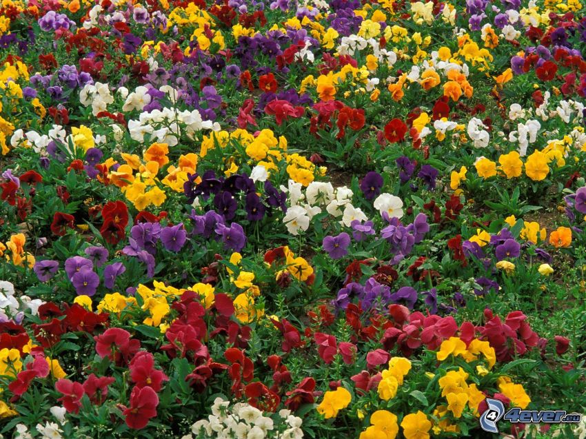 violets, flowers, flower bed