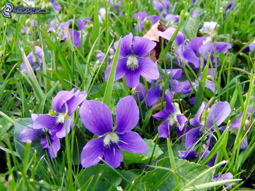 violets, grass