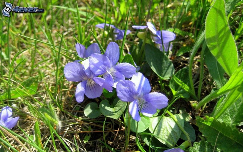 violets, green leaves, grass