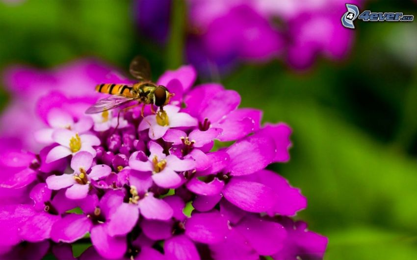 wasp of flowers, pink flower
