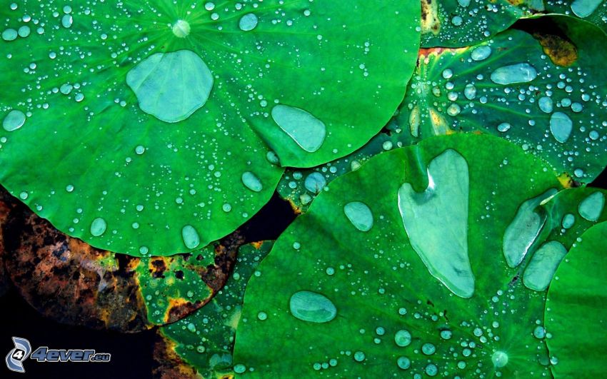 water lilies, drops of water