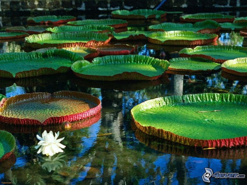 water lilies, lake, calm water level