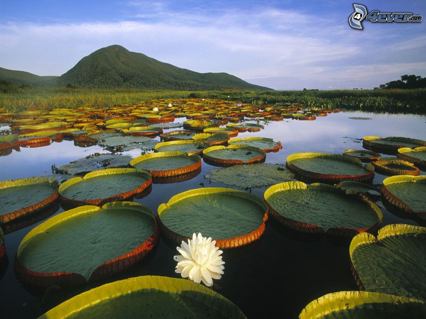 water lilies, lake, mountain, sky