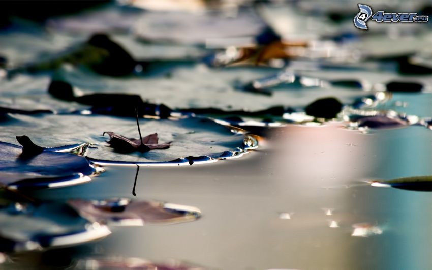 water lilies, lake