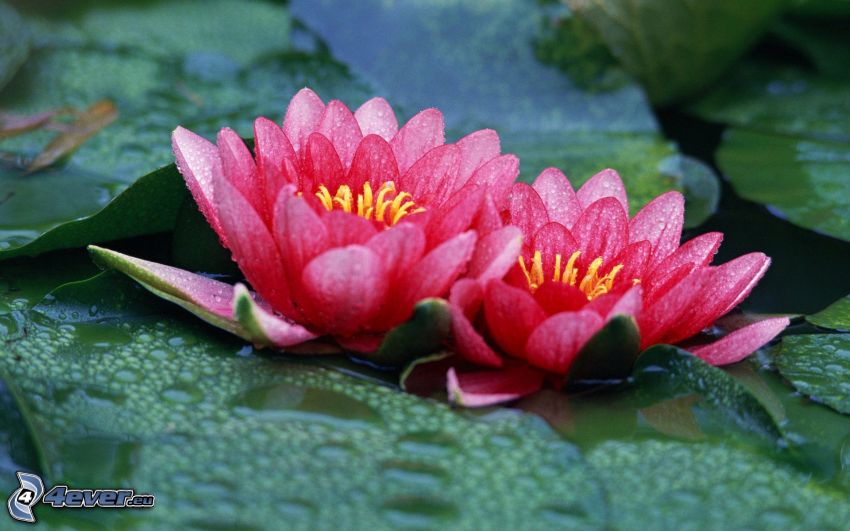 water lilies, red flowers